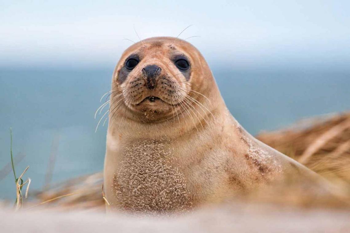 IDÉALEMENT SITUÉ LE STUDIO Les Locations ISAHORA sont aussi à 2 pas du Château d'Eu, des Falaises du Tréport, de MERS les Bains et aux portes de la BAIE DE SOMME Eu (Senna Marittima) Esterno foto